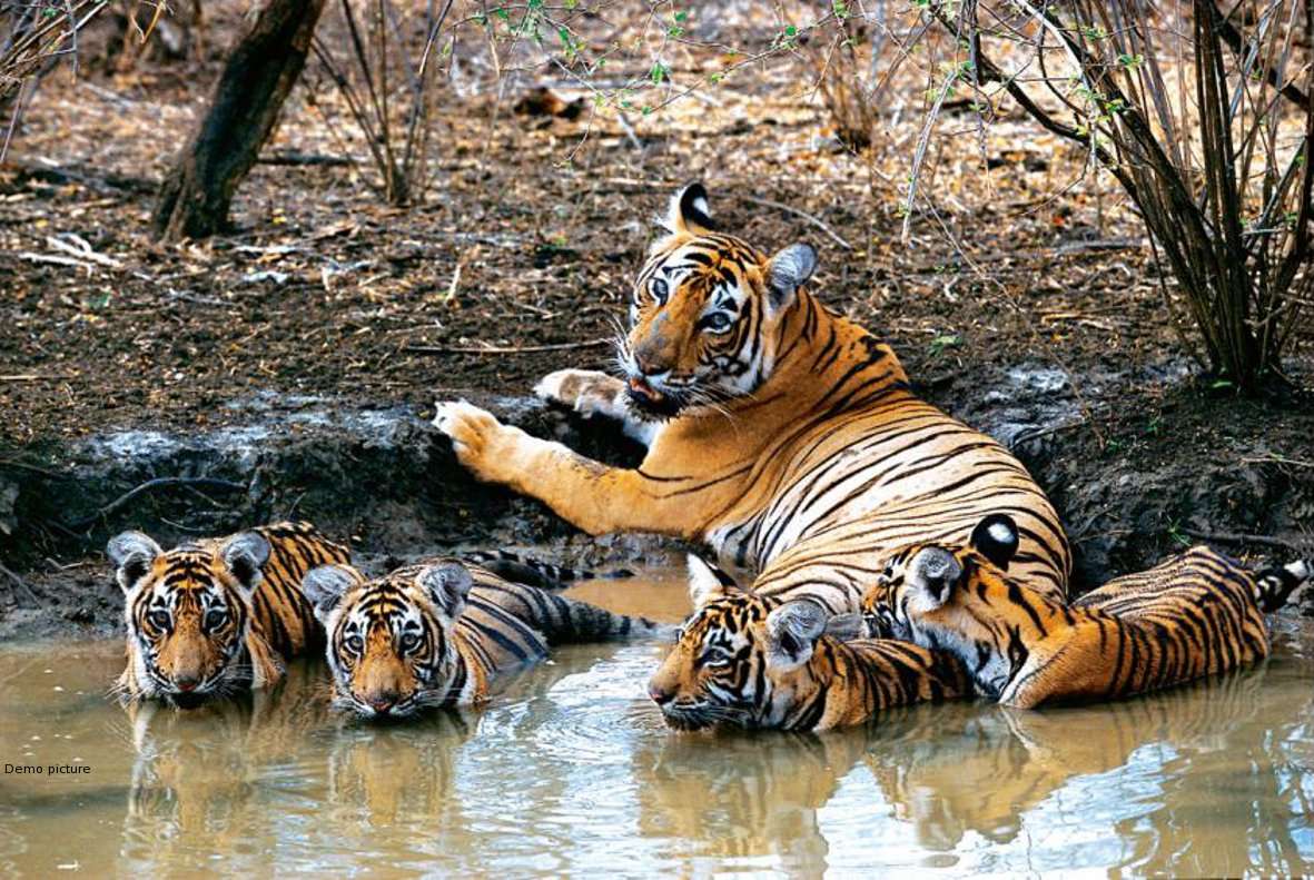 बांधवगढ़ में बाघों का कुनबा, तस्वीर देखकर लगा जैसे ये जंगल में भी बरत रहे ऐहतियात