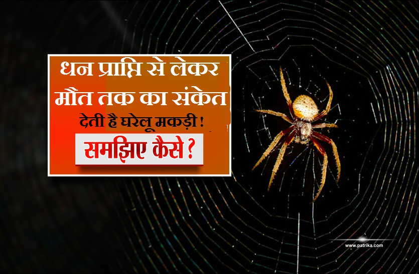 https://www.patrika.com/bhopal-news/positive-and-negative-signs-of-spider-which-useful-for-us-4958699/