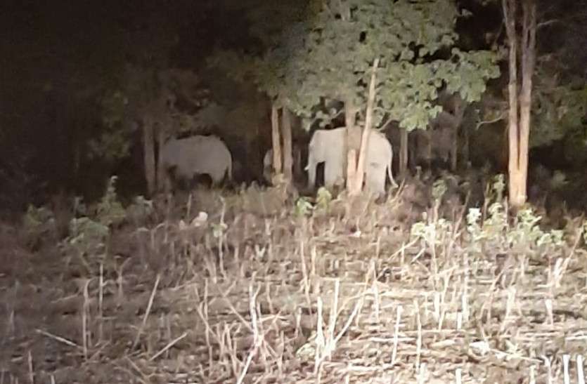 हाथियों की चिंघाड़ सुनते ही देर रात ग्रामीणों की तेज हुई धड़कनें, वन विभाग ने रेस्क्यू कर लोगों को सुरक्षित स्थान पर पहुंचाया
