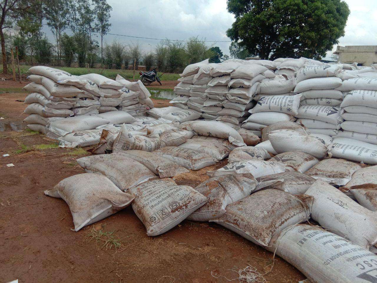 Wheat worth twelve crores ruined due to rain