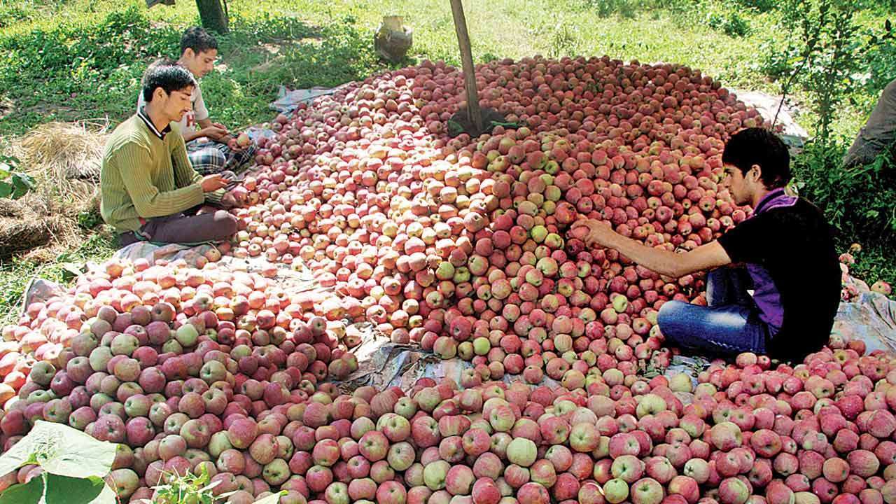 apples-kashmiri-.jpg