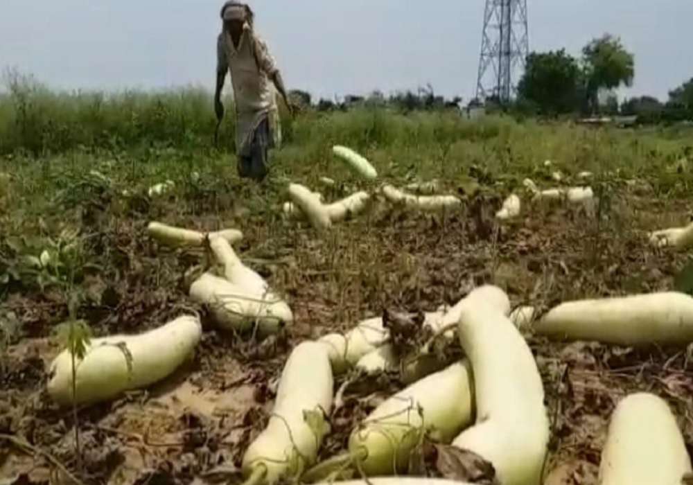 लॉकडाउन इफेक्ट : पशुओं को सब्जियों का चारा बनाकर खिला रहे हैं किसान