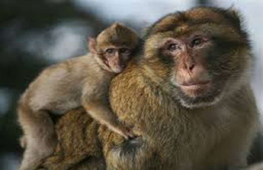 Pune covid 19 vaccine Research : रीसस प्रजाति के बंदरों पर होगा कोरोना रोधी वैक्सीन का परीक्षण