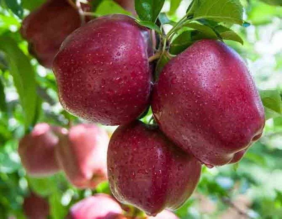 इम्युनिटी और शरीर की सफाई केलिए रोज़ खाएं सेब