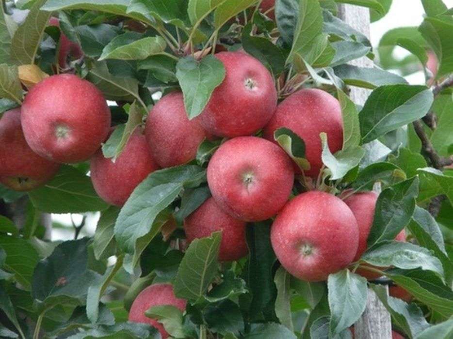इम्युनिटी और शरीर की सफाई केलिए रोज़ खाएं सेब