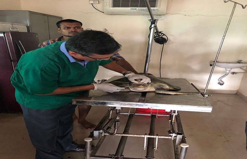 Mumbai News : जख्मी कछुओं को मिल रही नई जिंदगी, काम में जुटे वन विभाग के कर्मचारी