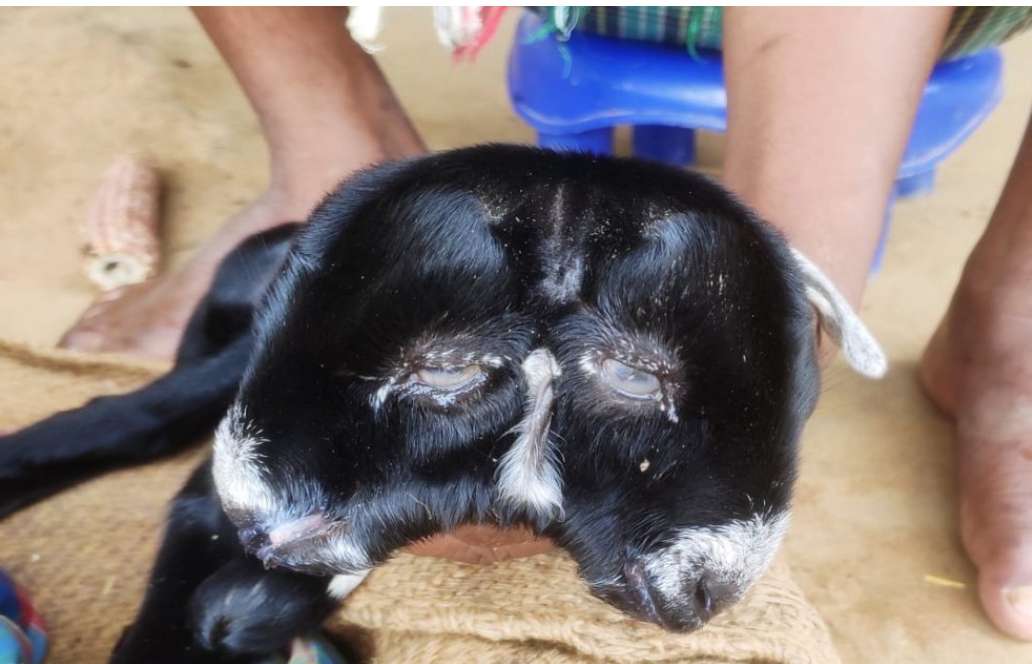 कुदरत का करिश्मा: किसान की बकरी ने 2 सिर वाले बच्चे को दिया जन्म, देखने उमड़ रही लोगों की भीड़