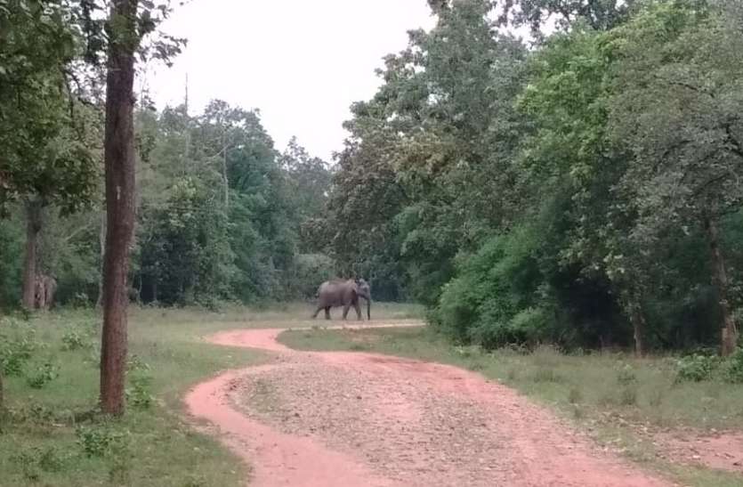 Elephants roaming inside the forest