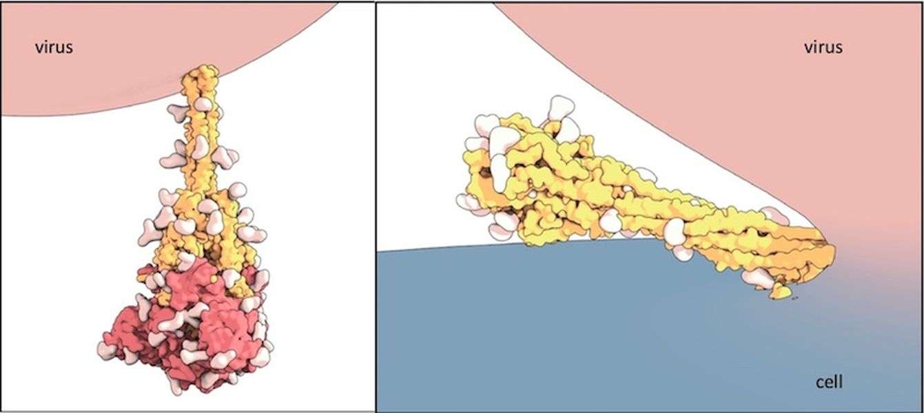 कोरोना वायरस का बदलता आकार, एंटीबॉडी को वायरस के खात्मे में कर सकती है मदद