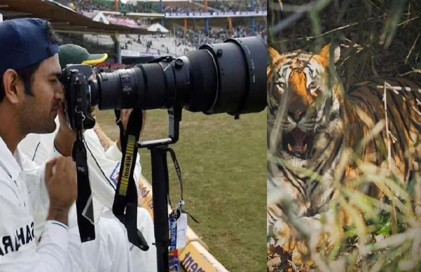 बाघ की फिल्म उतारते एमएस धौनी