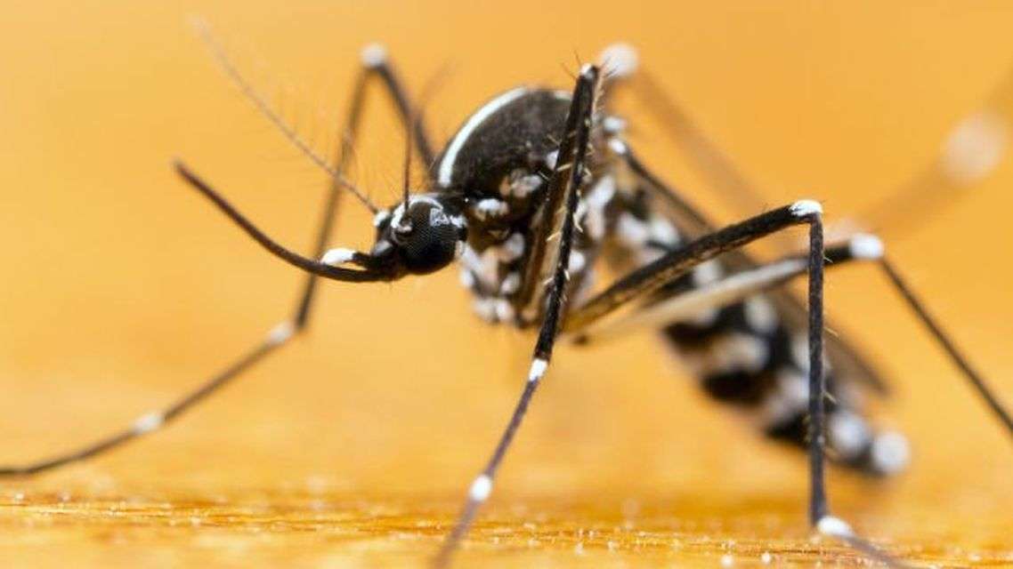 अनुवांशिक रूप से मानव द्वारा तैयार किए गए करोड़ों मच्छर लडेंग़े जीका वायरस से