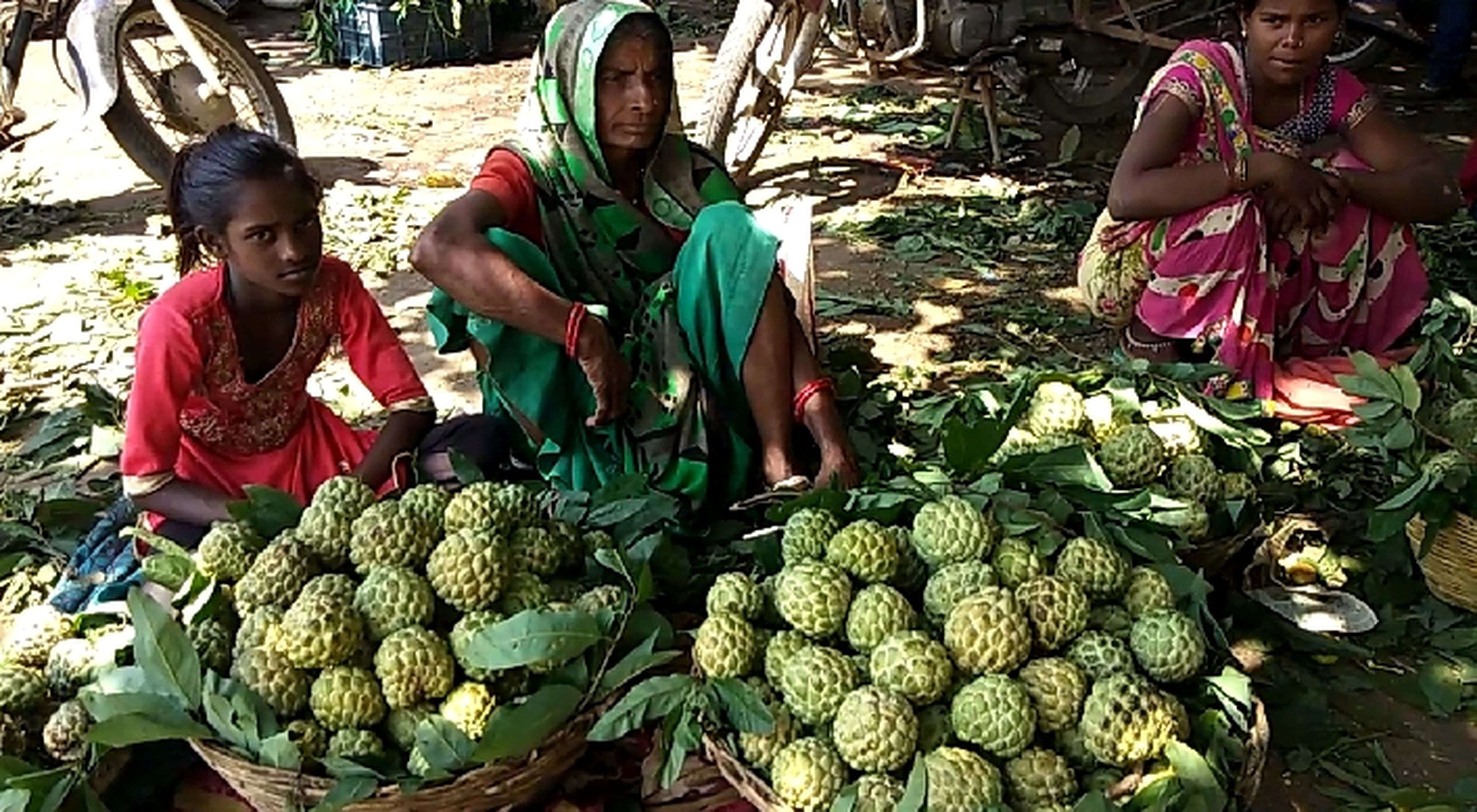 आ गया मांडू के मेवे सीताफल का सीजन.....देश, विदेश में जाता है फल (देखे वीडियो)