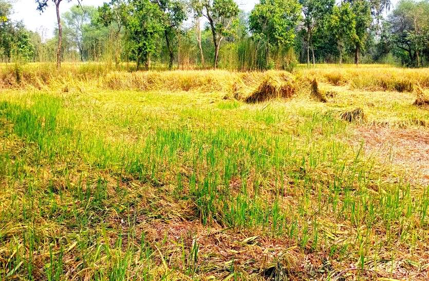 बालोद: बीज निगम से प्रमाणित बीज निकली नकली, किसान की 5 एकड़ फसल बर्बाद, जांच करने पहुंची 10 सदस्यीय टीम