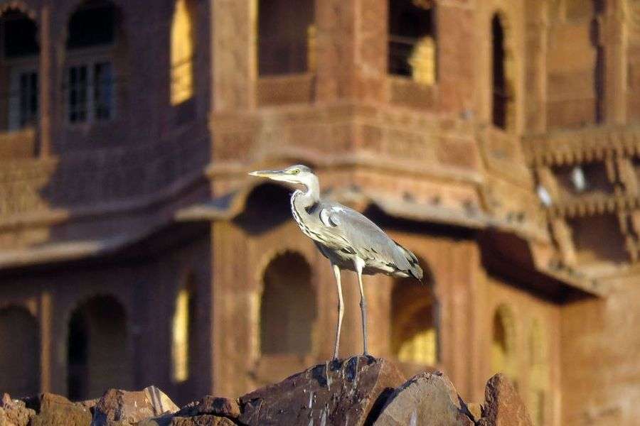 दुर्लभ पक्षियों को भी पनाह दे रहा मेहरानगढ़