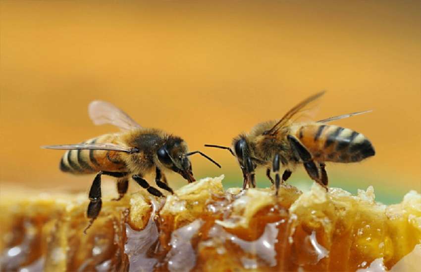 Ahmedabad News : मधुमक्खी पालन को प्रकाश ने बनाया आय का नया जरिया
