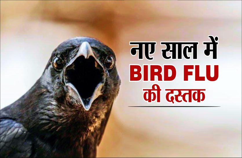 Bird Flu Alert