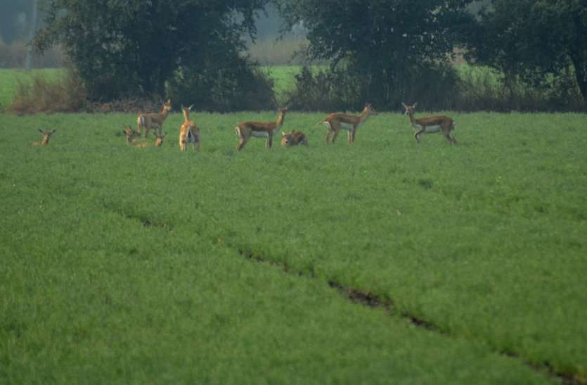 Herds of deer causing damage to crops, farmers upset
