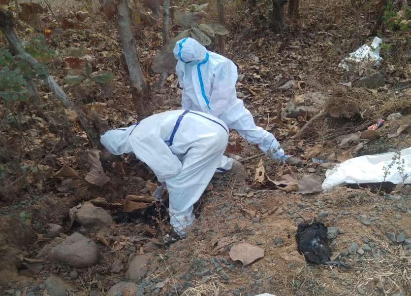 बर्ड फ्लू की आशंका: एनएच के किनारे 41 मरी मुर्गियां मिलने से मचा हड़कंप, किया गया दफन, सैंपल भेजा रायपुर