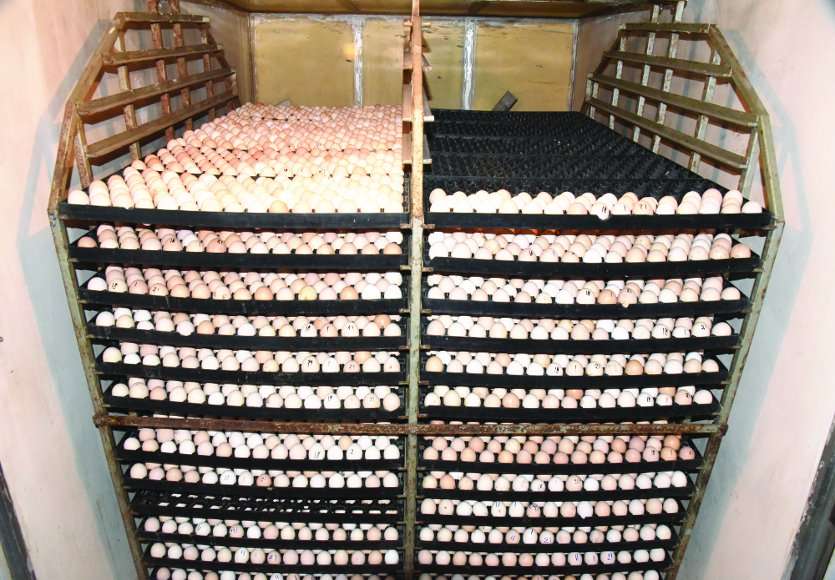 वैज्ञानिक पद्धति से हैचिंग कर यहां से 3 जिलों को हो रही चूजों की सप्लाई, प्रतिदिन 1500 अंडों का उत्पादन