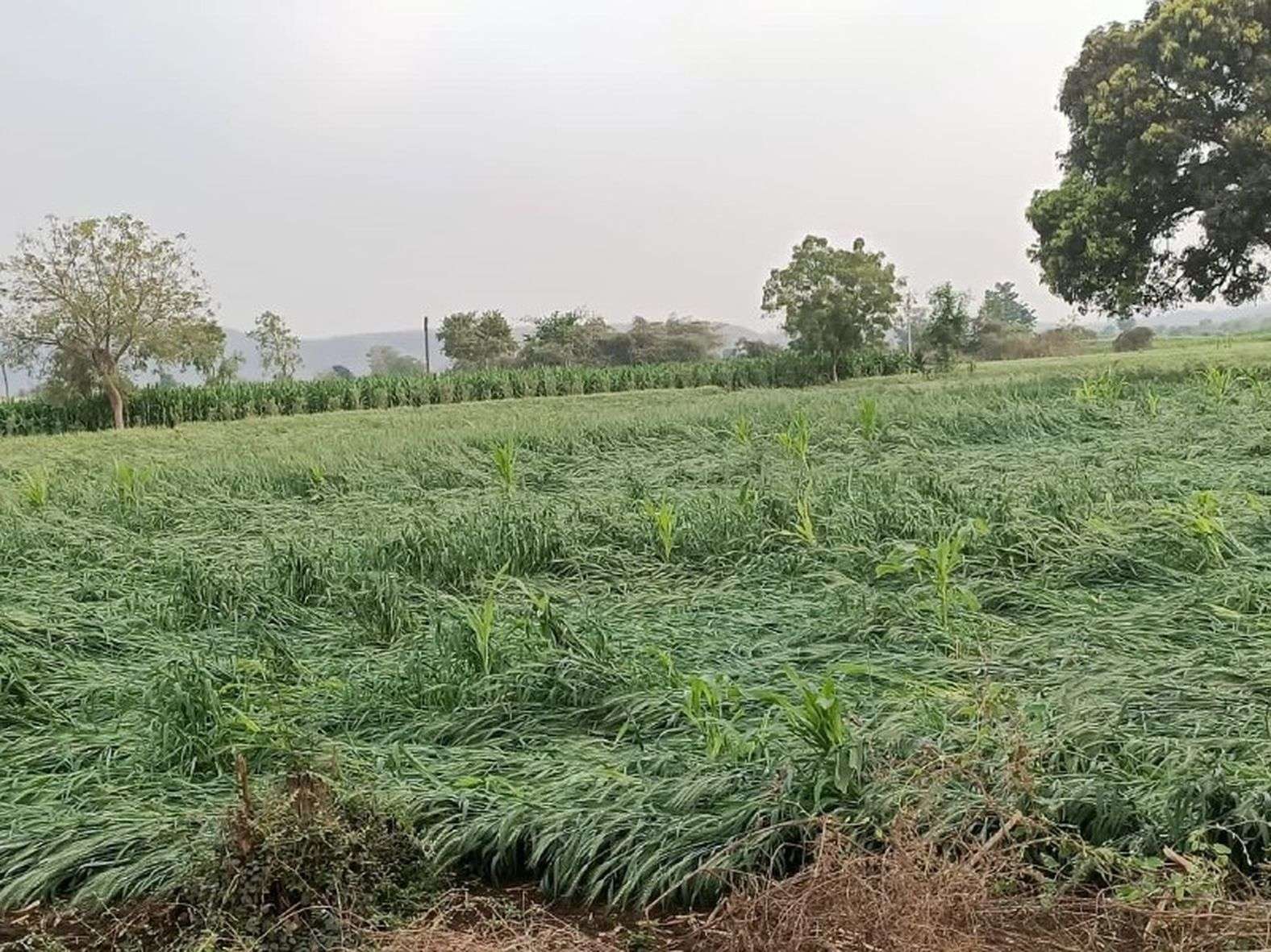 Water, wheat, gram and crops on farmers' hard work due to unseasonal rain