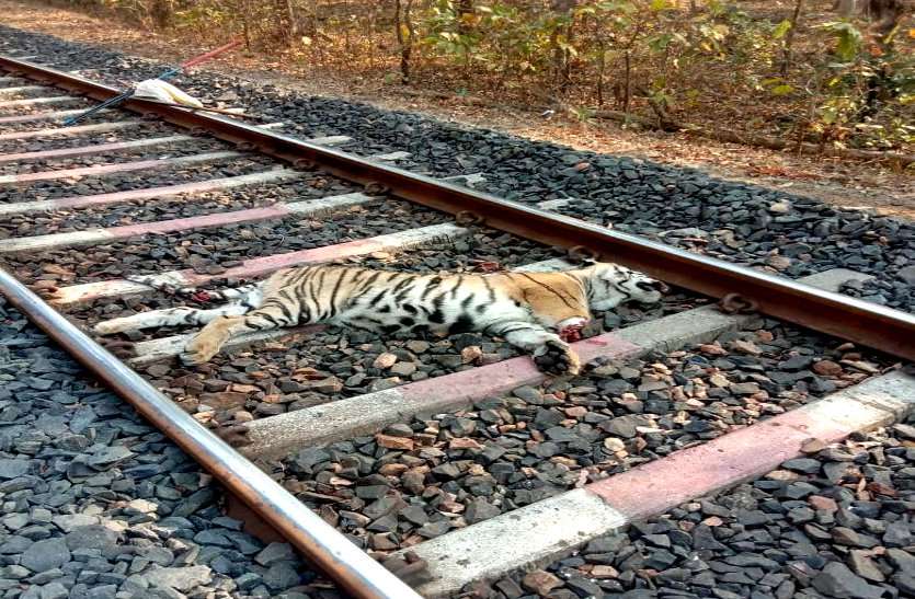 मालगाड़ी की चपेट में आकर बाघ की मौत, तीन शावकों से रेलवे ट्रैक क्रॉस कर रही थी बाघिन तब हुआ हादसा