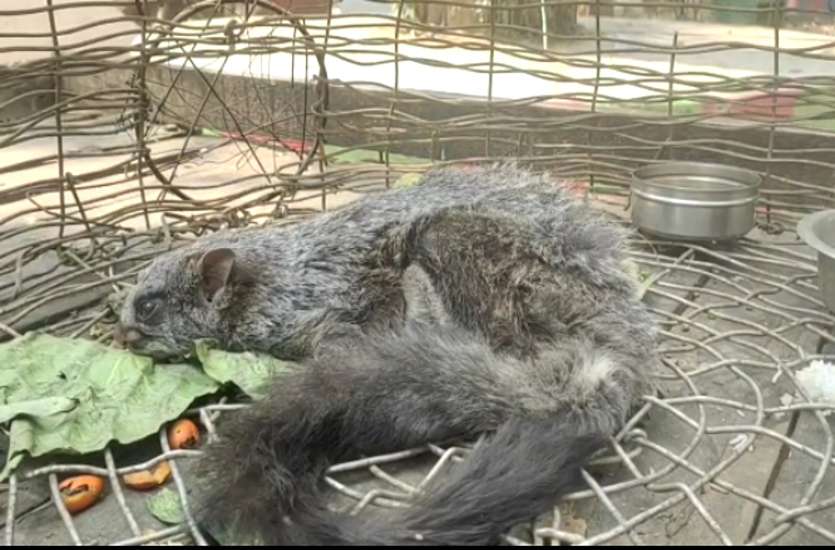 Flying squirrel found in Ambikapur