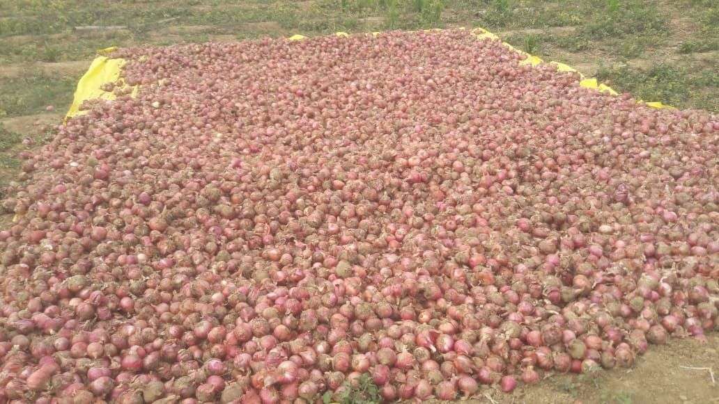 Onion digging started amid rain warnings, more than half the productio