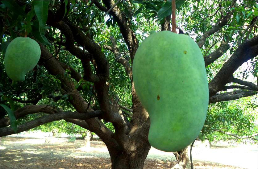 मध्य प्रदेश में होती है इस खास आम की पैदावार, नाम है 'नूरजहां', 1200 रुपये तक होती सिर्फ एक फल की कीमत