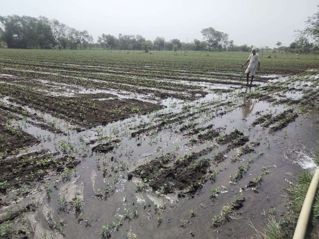 आधा आषाढ़ बीता... जिले में पिछले साल से 77 एमएम कम बारिश, संकट में अन्नदाता