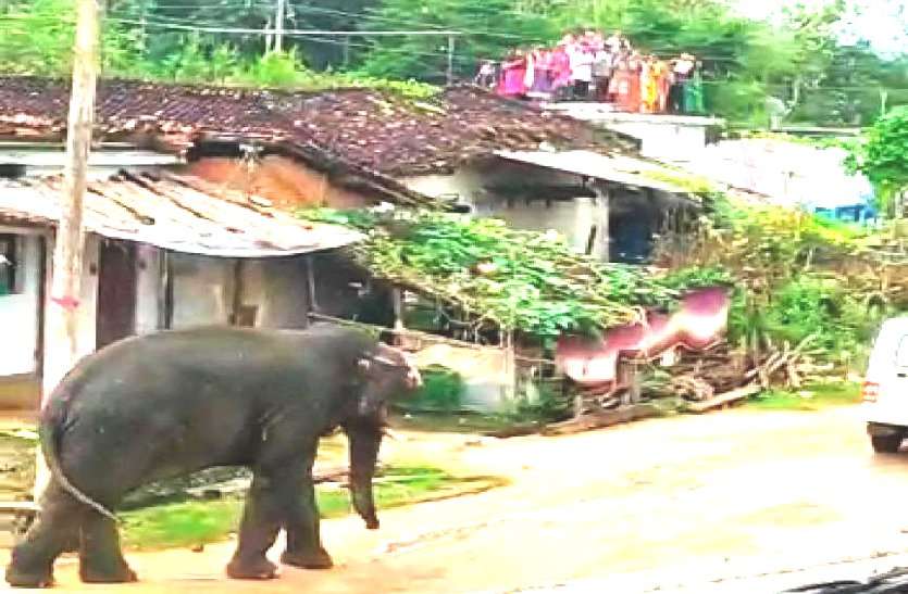 बालोद के गांवों में जंगली हाथियों का उत्पात, गलियों में दिनभर घूमते रहा दंतैल, घरों को छोड़ छत पर दुबके लोग