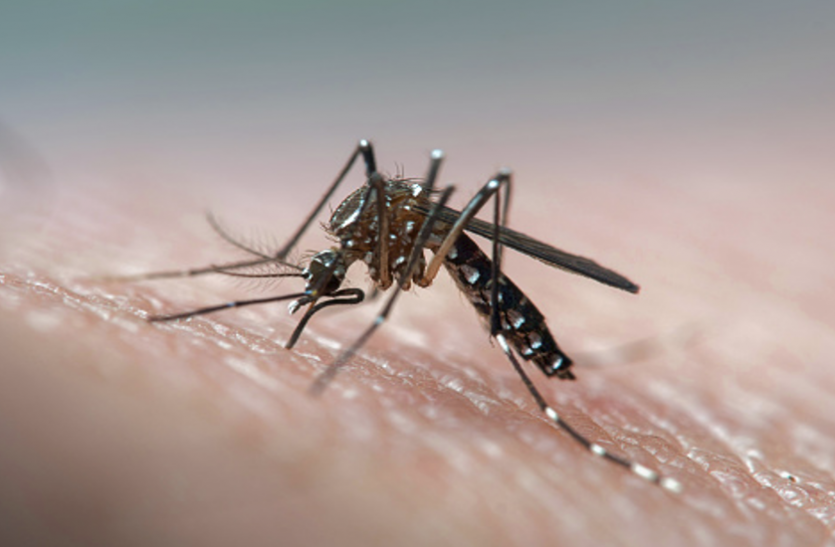Dengue virus changing like corona Bhopals Doctors surprised