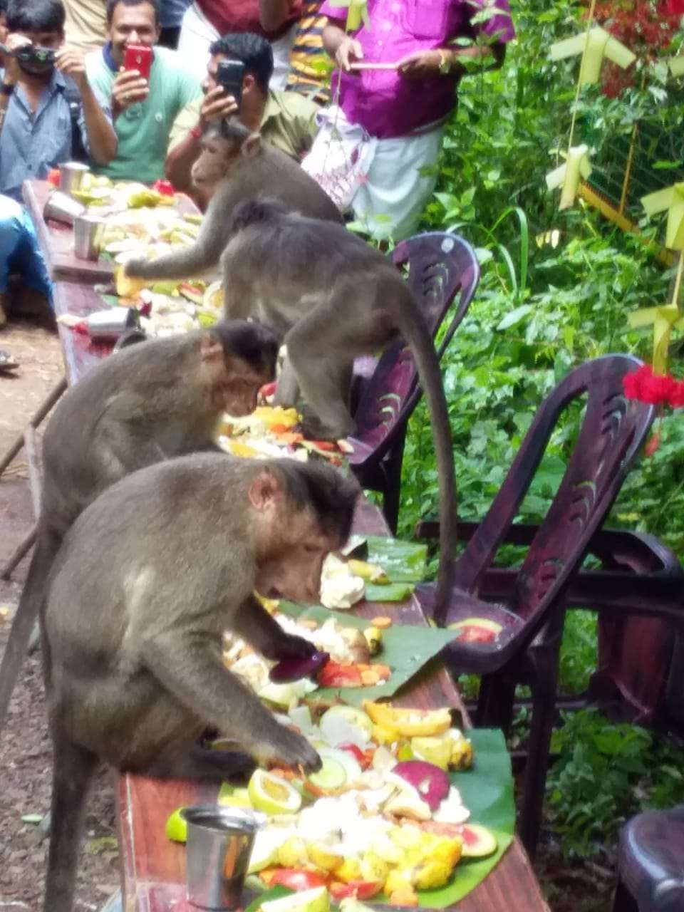 monkey_buffet.jpg