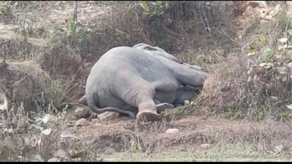 Unconscious elephants fell in field