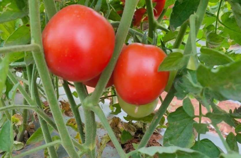 tomato price increase