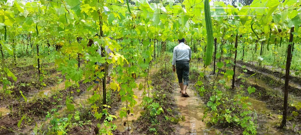 GOOD NEWS: सोलर पंप बना आदिवासियों की कृषि पैदावार का बड़ा सहारा