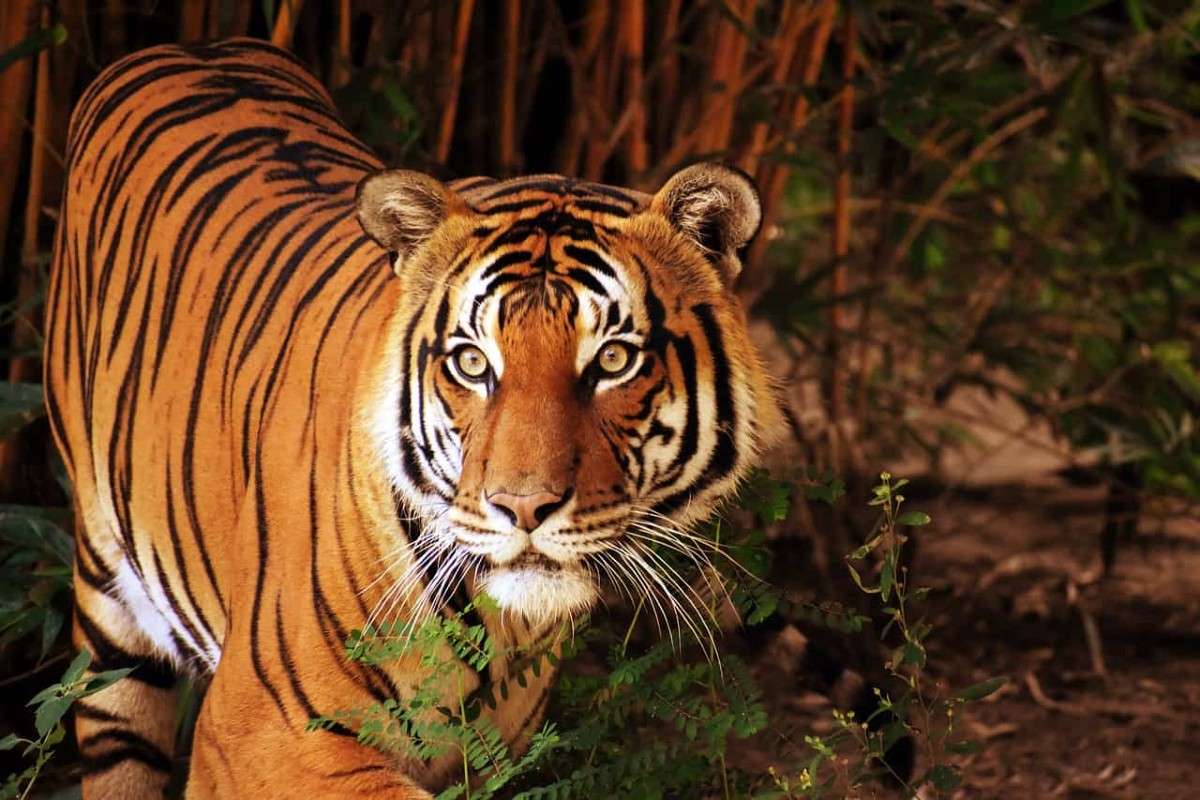 india-lost-329-tigers-in-3-years-including-29-due-to-poaching.jpg