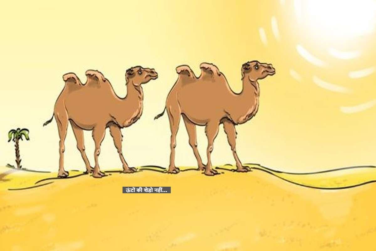 optical_camel.jpg