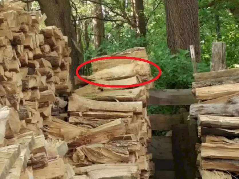 cat-hidden-between-the-logs-find_answer.jpg