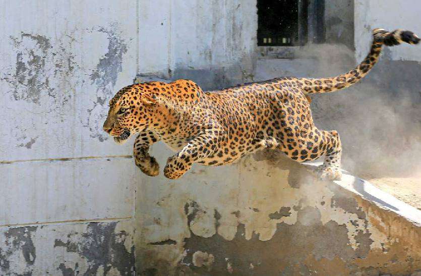 leopard_attack.jpg