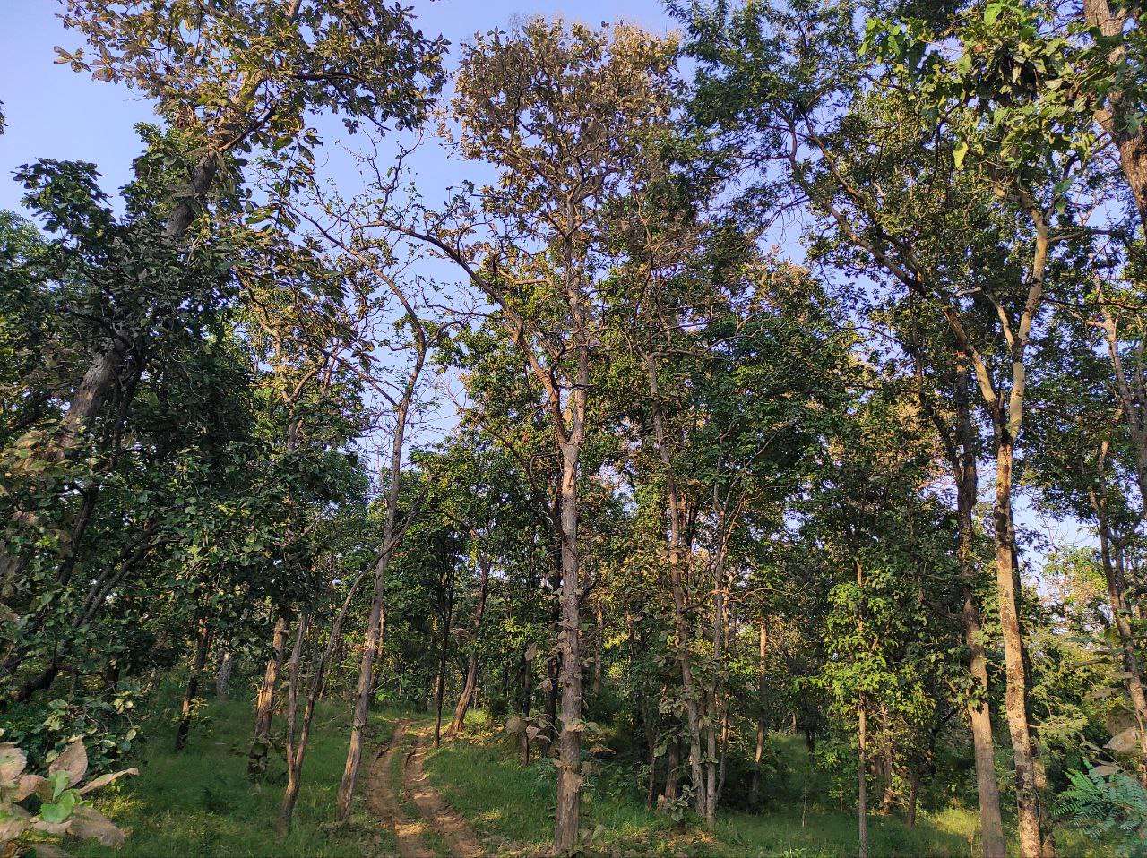  Madhya pradesh has 25 Forest area of total land