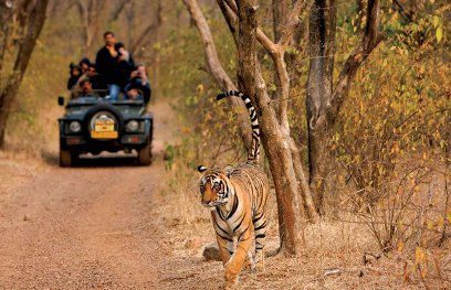 Tiger Safari - India