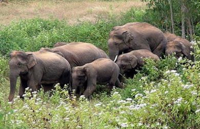 Elephants in raigarh