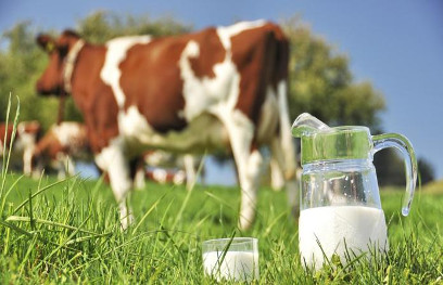 milk Ganga moves in mahasamund