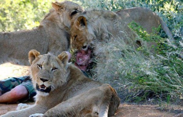 man hugging lion photos 