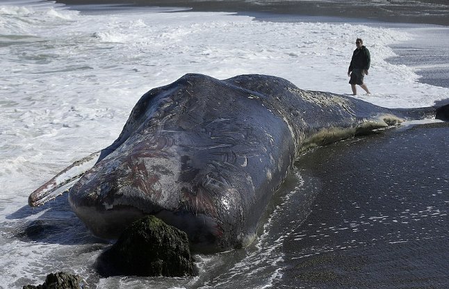 50 feet sperm whale found dead on shoreline 