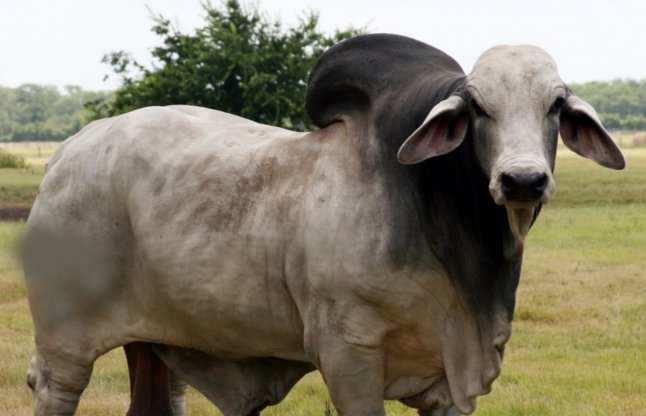 Ongole bull