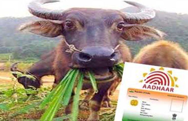 Animals will now have Adhar card