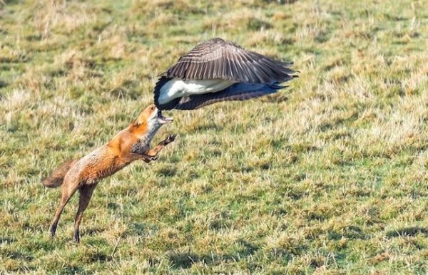 Gander defeats fox by her cleverness 