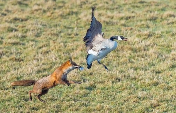Gander defeats fox by her cleverness 