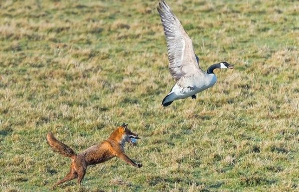 Gander defeats fox by her cleverness 